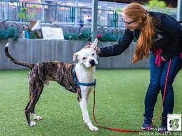 Pasadena Humane Society Spca On Instagram Hi My Name Is Chance I Am Quite Shy When You First Meet Me But With The Right P Humane Society Best Pal Spca