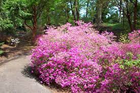 Most rhododendrons and azaleas in the landscape, even large ones, can be moved using proper care. How To Grow Azaleas Azalea Flowering Bush Care The Gardener S Network