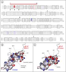 More than 420 students have benefitted from the thought tailor. Essential Differences In Protein Protein Interfaces Involving Hsv 1 And Download Scientific Diagram