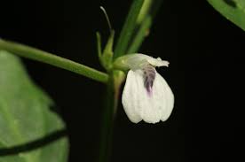 Image result for Justicia protracta