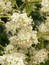 Image result for Ligustrum