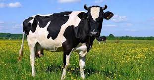 The virus is zoonotic, meaning that it is transferable between species, such as from cat to human. Ruyada Inek Gormek Ne Anlama Gelir Ruyada Inek Gormek Nasil Yorumlanir Son Dakika Haberler