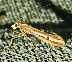 Image result for Euclasta