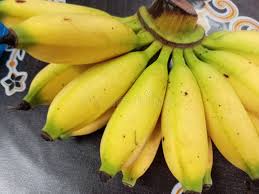Image result for Musa acuminata