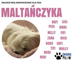 Imiona Dla Psow Home Imiona Dla Psow Bean Bag Chair Poster