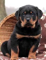 Akc with full breeding rights. Pin On Rottweiler Puppies