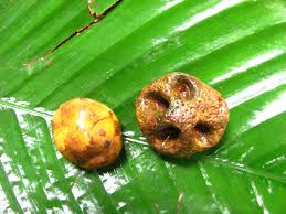 Image result for Antrocaryon