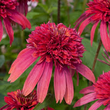 Learn more about echinacea uses, effectiveness, possible side effects, interactions, dosage, user echinacea is most commonly used for the common cold and other infections, but there is no good. Double Scoop Raspberry Echinacea Plants For Sale Coneflower Free Shipping