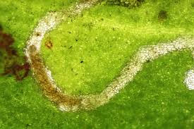 Image result for Teleiopsis diffinis