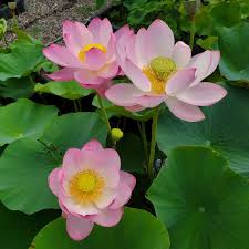 Heilong Jiang Lotus. Our current...