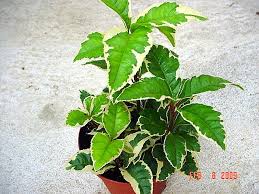 Image result for Ardisia