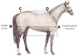 Horse Size Guide Horseware Ireland