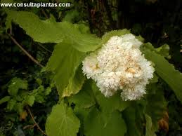 Image result for Sparrmannia ricinocarpa
