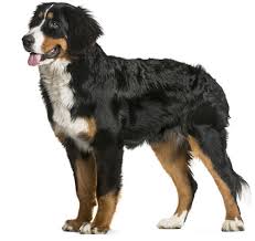 Maybe you would like to learn more about one of these? Bernese Mountain Dog Breed Information Purina