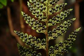 Image result for Rumohra adiantiformis