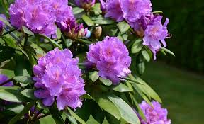 We did not find results for: Rhododendron Flower Meaning Symbolism And Colors