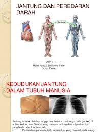 Penyakit jantung dapat menyebabkan kematian jika tidak ditangani segera. Sistem Jantung Dan Saluran Darah 3