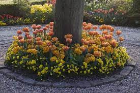 Check spelling or type a new query. How Do You Plant Ground Cover Or Flowers Under Trees