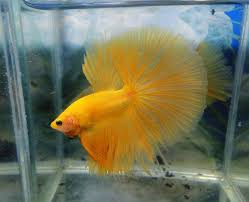 Melano black bettas are the true black bettas. Beautiful Aquabid Betta Betta Betta Fish Tank Betta Fish