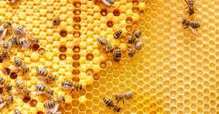 Do Vegans Eat Honey Here S Everything You Need To Know About Honey