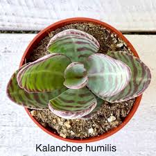 Image result for Kalanchoe humilis