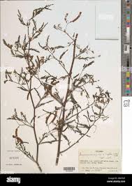 Image result for Aeschynomene sensitiva