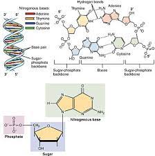 1 answer · sugar base: Nucleotide Wikipedia