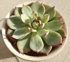 葉焼け でろ ん桃太郎のその後 多肉植物