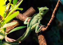 Maybe you would like to learn more about one of these? Best Reptile Pet Store Near Me The Y Guide