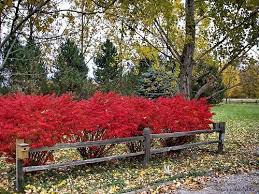 Learn all about burning bush pruning, care and landscape ideas. Pin On Gardening