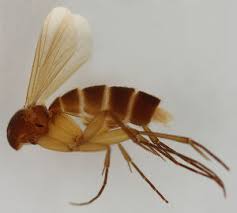 Image result for Cordyla