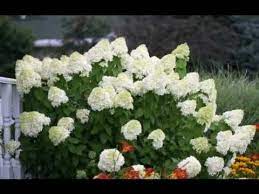 How To Prune Limelight Hydrangea Limelight Hydrangea Landscaping Shrubs Little Lime Hydrangea