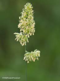 Image result for Lolium