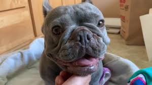 Check spelling or type a new query. French Bulldog Puppies For Sale In Washington State Nw Frenchies