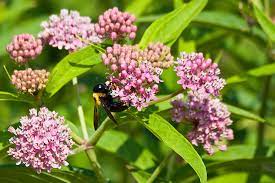 Their size and strength allows them to pry open the flowers to access the nectar. Native Plants Brightside St Louis