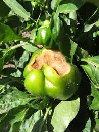 The bell pepper is the fruit of plants in the grossum cultivar group of the species capsicum annuum. Sunburn Sunscald Squash Diseases And Spider Mites Ipm Pest Advisories
