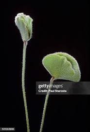 Image result for Marsilea aegyptiaca