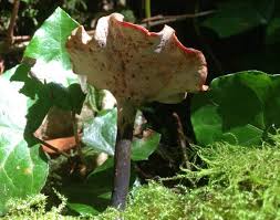 Image result for Polyceratocarpus