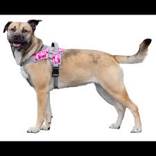 Image result for invalid dog wheelset