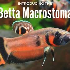 From The Northern Island Of Borneo Comes The Betta Macrostoma Also Referred To As The Spotfin Betta The Ikan Pelaga Brunei Or The Em 2020 Peixes Ornamentais Peixes