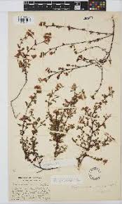 Image result for Hermannia parvula