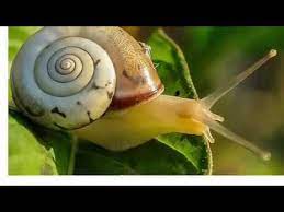 We did not find results for: How Do Snails Get Their Shells And How Can Slime Mend A Broken Heart Youtube