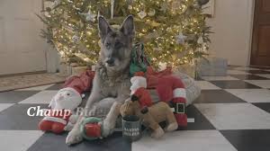 Dogs are a gift from god. Joe Biden Christmas Message From Champ And Major Biden Facebook