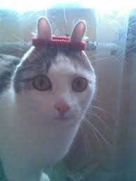 Good anime discord pfp : It Keeps Getting Funnier Cute Animals Funny Cats Animals