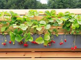 Grow Strawberries In A Windowbox Small Space Gardening Fruit Trees In Containers Growing Strawberries