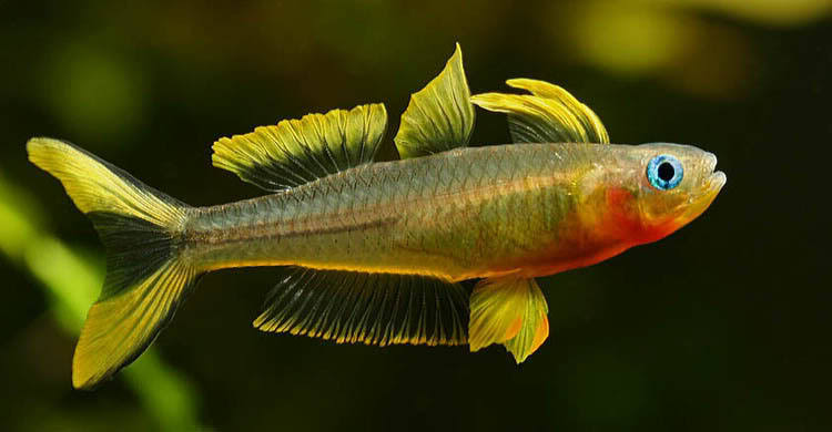Pseudomugil furcatus – Forktail Blue-eye (Popondetta furcata, Popondichthys furcatus) — Seriously Fish