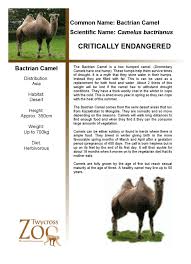 What does it mean for helen to be healthy? Http Twycross Zoo Map Com Demo 1 Info Animals Bactrian 20camel By Imediacom Ltd Issuu