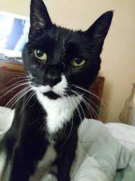 Hi Reddit Meet My Kitty Prozzie Animals Friends Dog Pictures Cute Cats