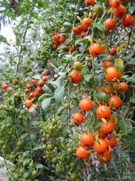 Image result for Pereskia aculeata