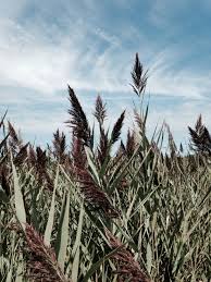 Image result for Phragmites australis
